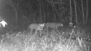 Hera and her cub, an 8-month male