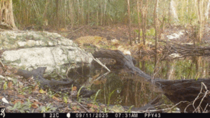 a female visiting a cenote in the flooded jungle