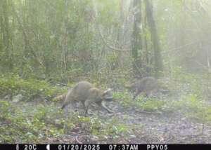 A couple of raccoons having a morning walk