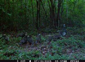 Ocellated turkey guarding the younglings