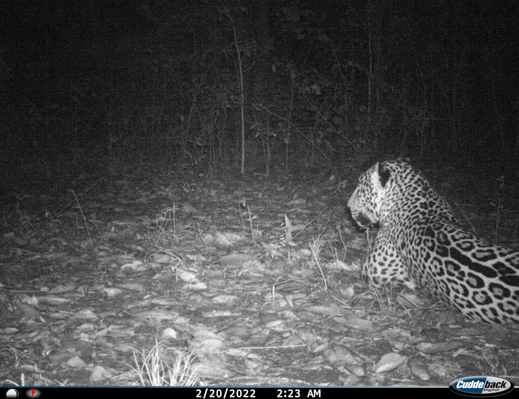 Roar for Yucatan: Jaguar Conservation Project