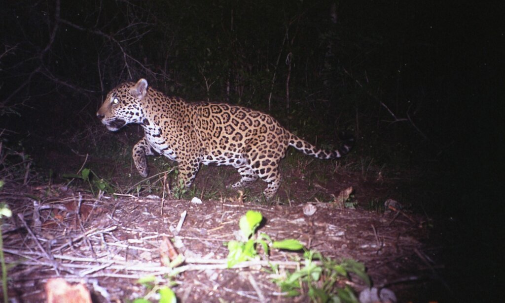 Roar for Yucatan: Jaguar Conservation Project