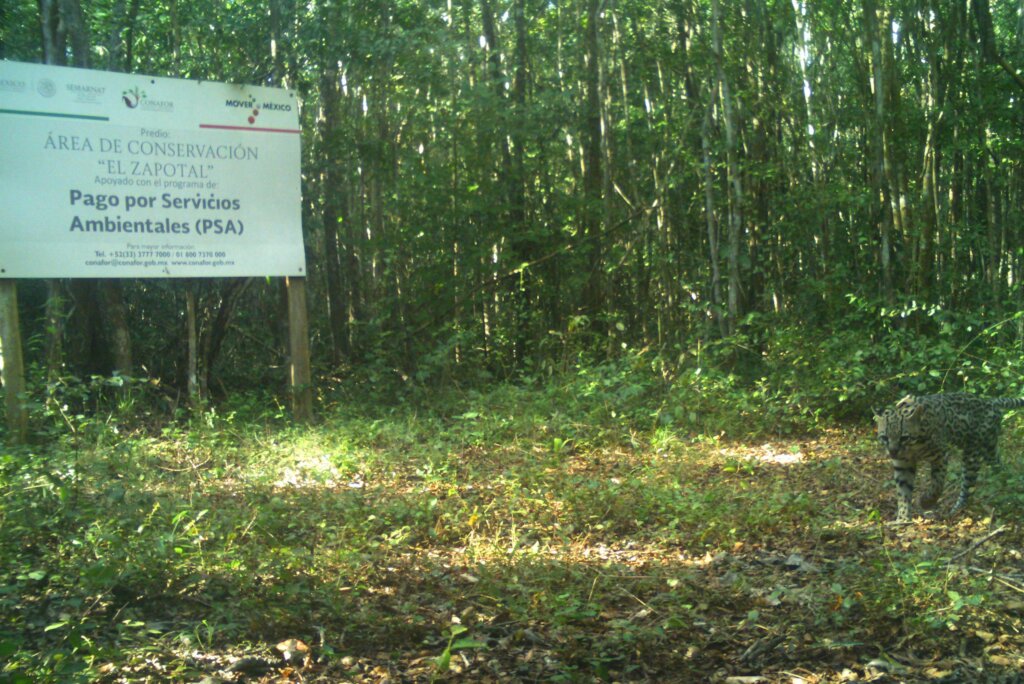 Roar for Yucatan: Jaguar Conservation Project