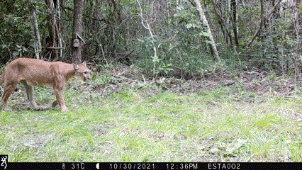 Roar for Yucatan: Jaguar Conservation Project