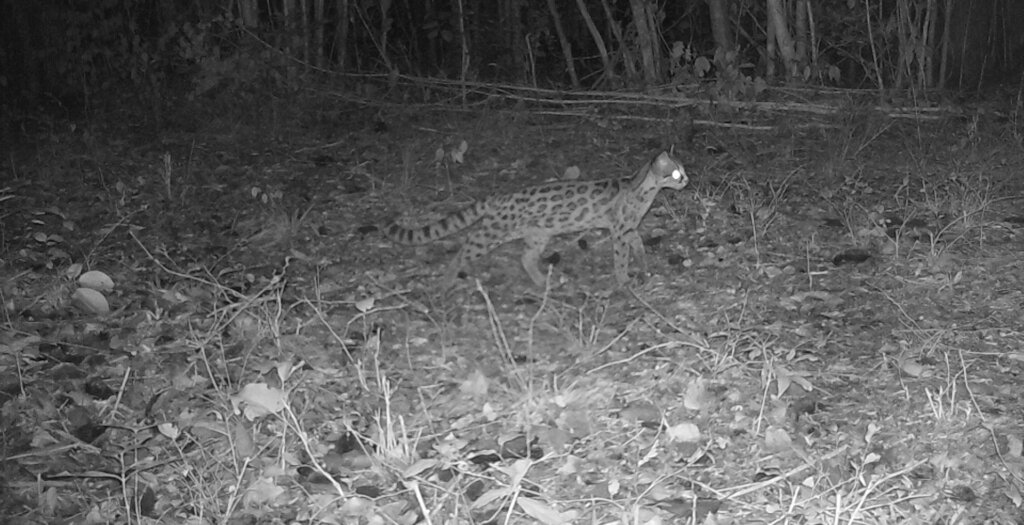 Roar for Yucatan: Jaguar Conservation Project