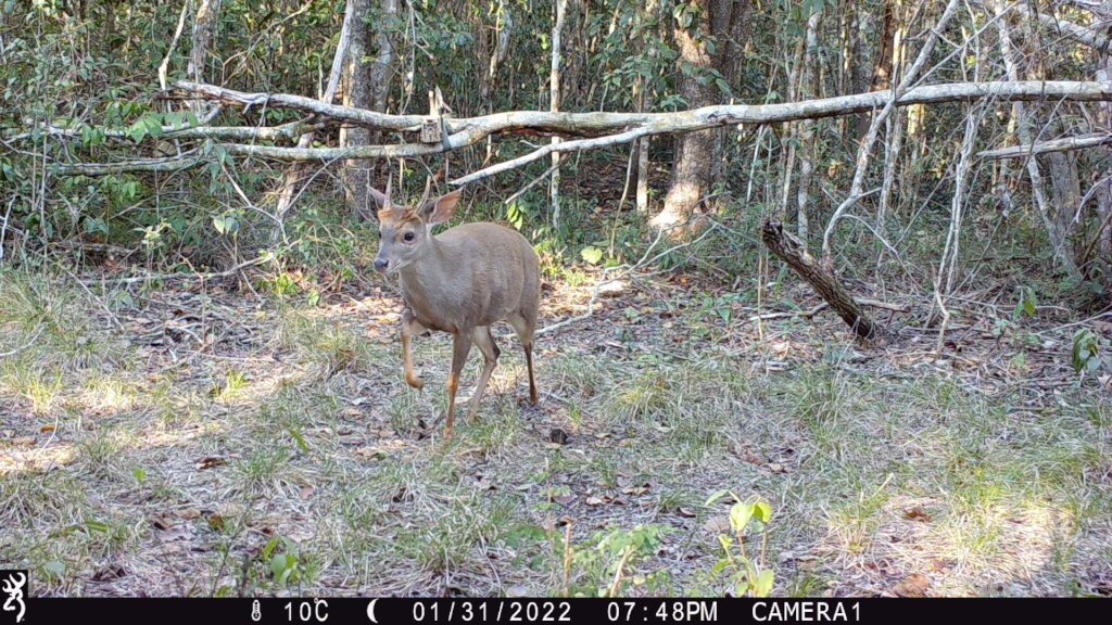 Roar for Yucatan: Jaguar Conservation Project