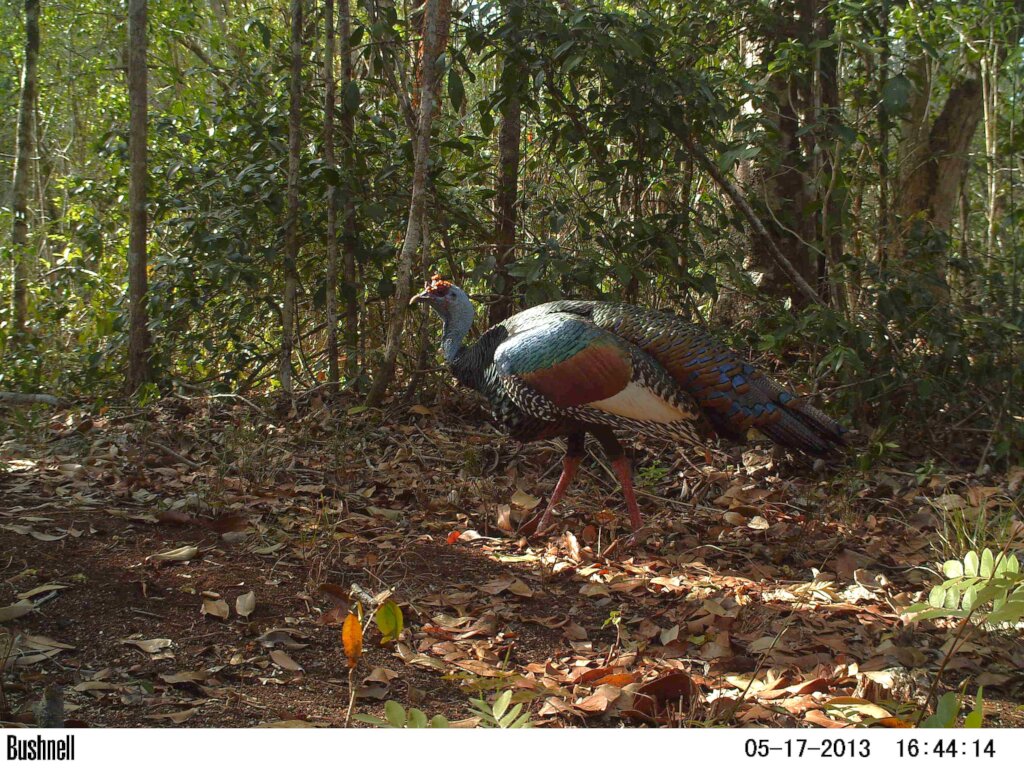 Roar for Yucatan: Jaguar Conservation Project