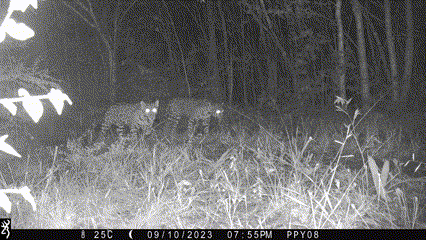 Roar for Yucatan: Jaguar Conservation Project