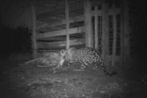 Livestock predation is a big problem in the region