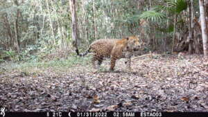 A wanderer male