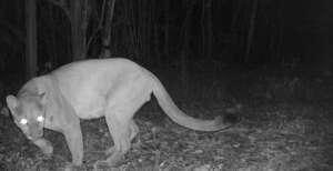 Puma with a scar on his shoulder
