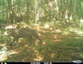 a wandering Ocelot