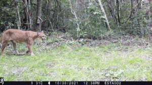 a curious puma