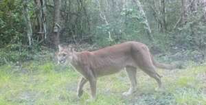 Pumas walk long distances looking for prey