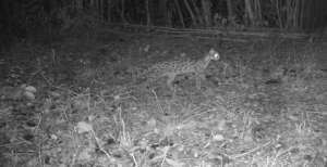 Margays dwell at night