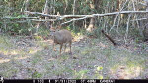 Brocket deer