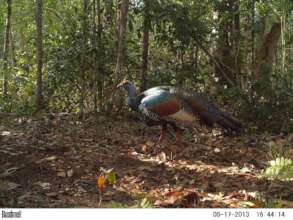 Ocellated turkey