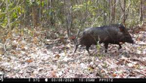 Collared peccary