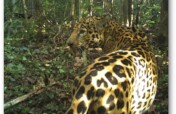 Roar for Yucatan: Jaguar Conservation Project