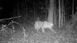 puma stalking a possible prey
