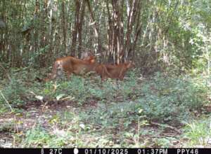A couple of puma lovers in the jungle
