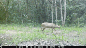 A yucatec temazate doe and fawn