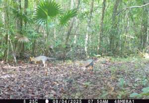 A grey fox walking with her cub