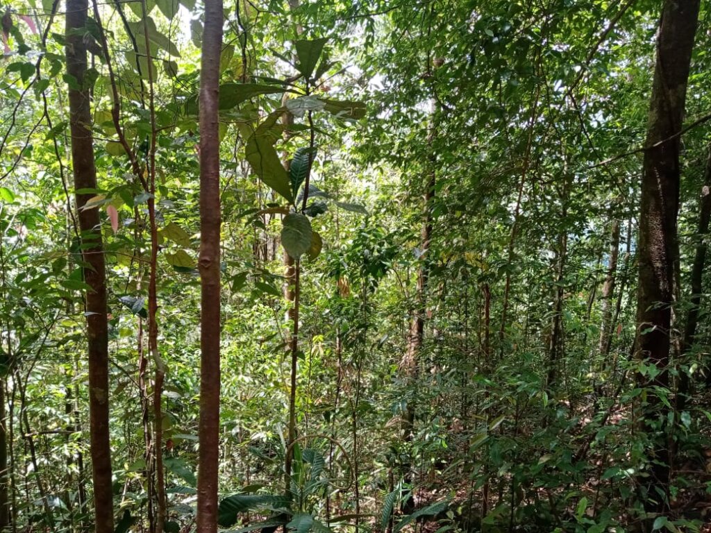 Save a 6 acre Tropical Rainforest in Sri Lanka