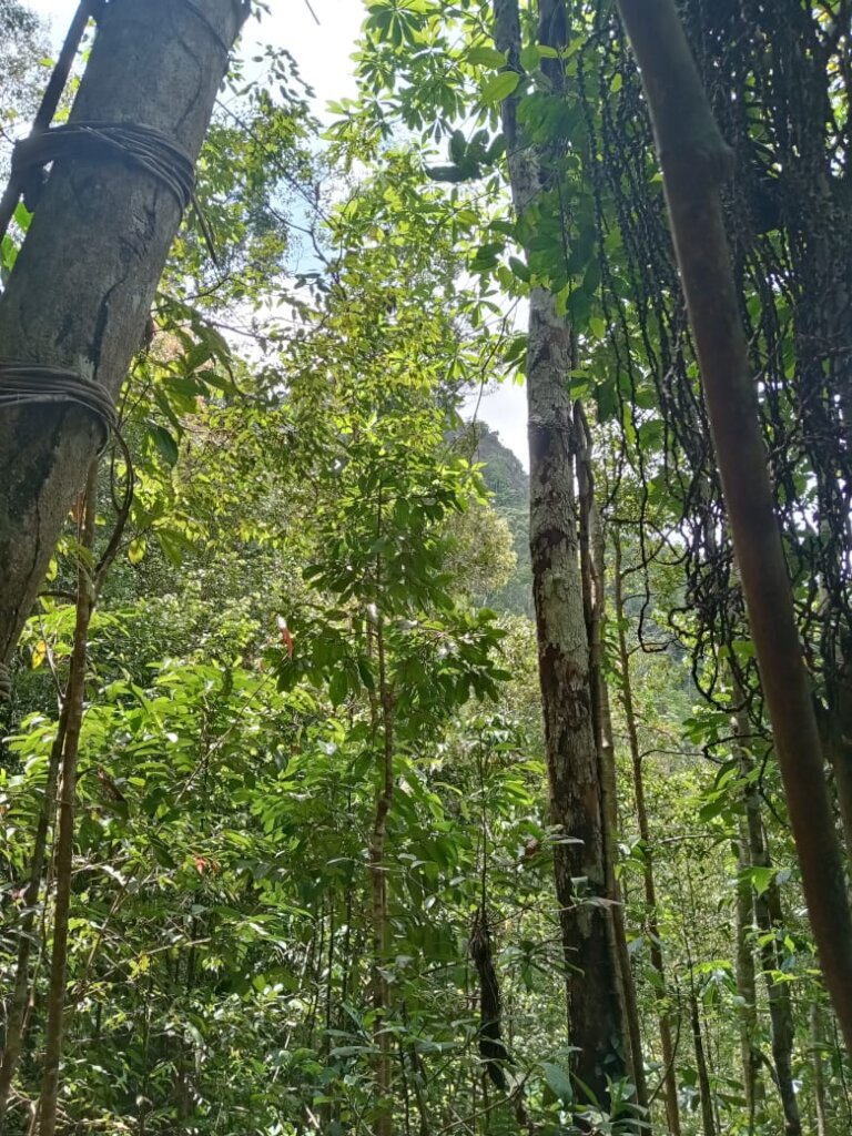 Save a 6 acre Tropical Rainforest in Sri Lanka