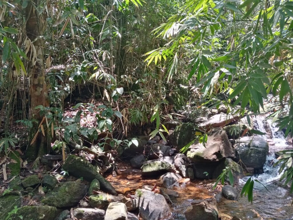 Save a 6 acre Tropical Rainforest in Sri Lanka