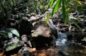 Save a 6 acre Tropical Rainforest in Sri Lanka