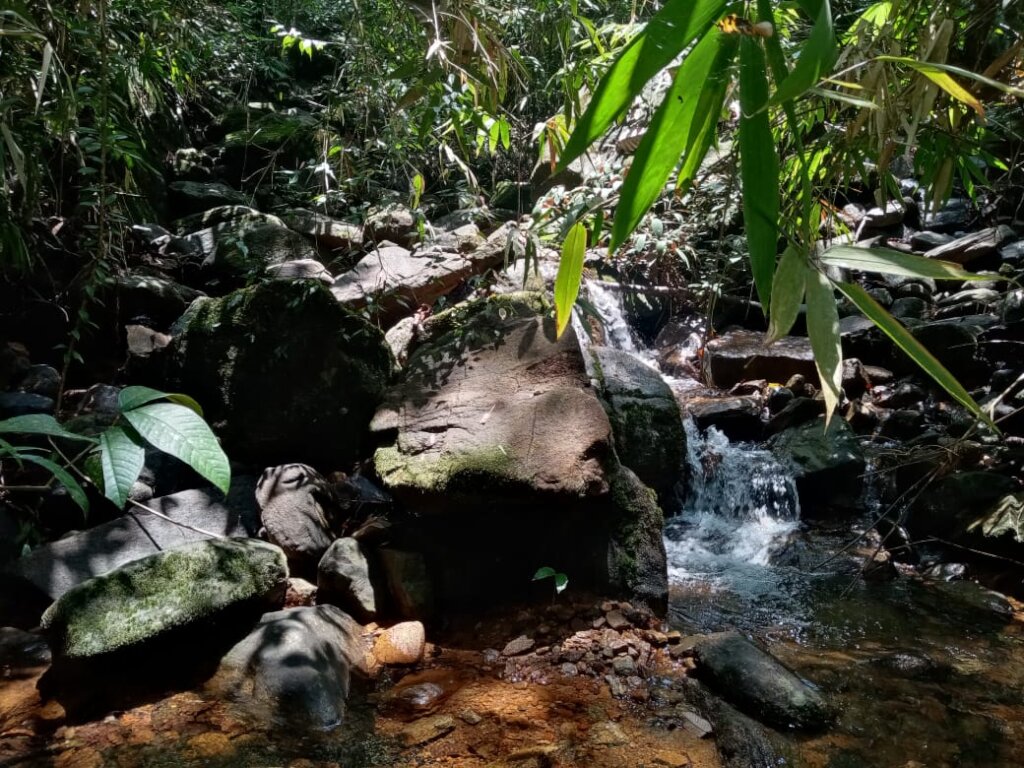 Save a 5 acre Tropical Rainforest in Sri Lanka