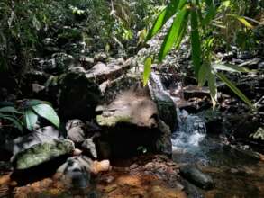 Save a 6 acre Tropical Rainforest in Sri Lanka