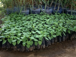 Growing seedlings for distribution
