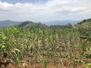 Crop failure due to extreme weather
