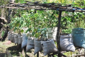 Scaling-up vegetable production