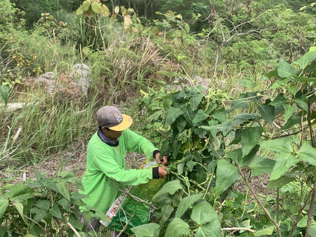 Vegetable Seed Production and Distribution Project