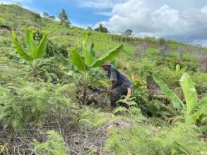 Tree care and management