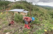 Fruit and Timber Tree Seedlings for Biodiversity
