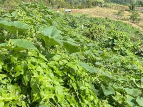 Food growing