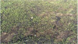 MCA Image