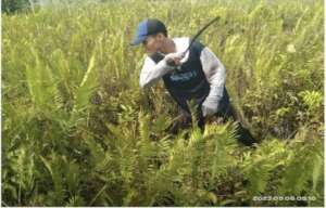 MCA Image