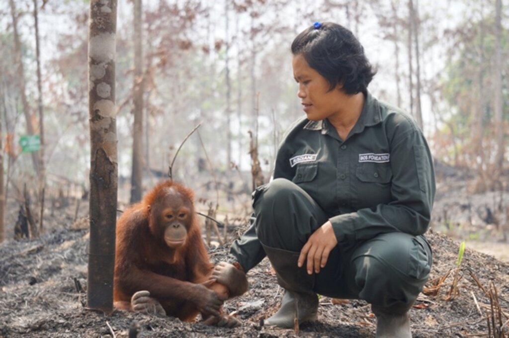 Reforesting Crucial Orangutan Habitat in Borneo