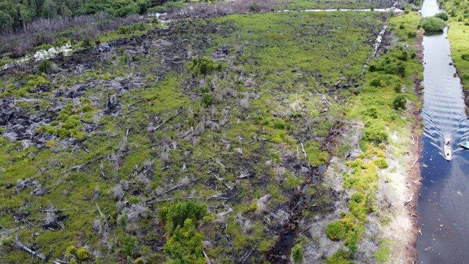 Reforesting Crucial Orangutan Habitat in Borneo