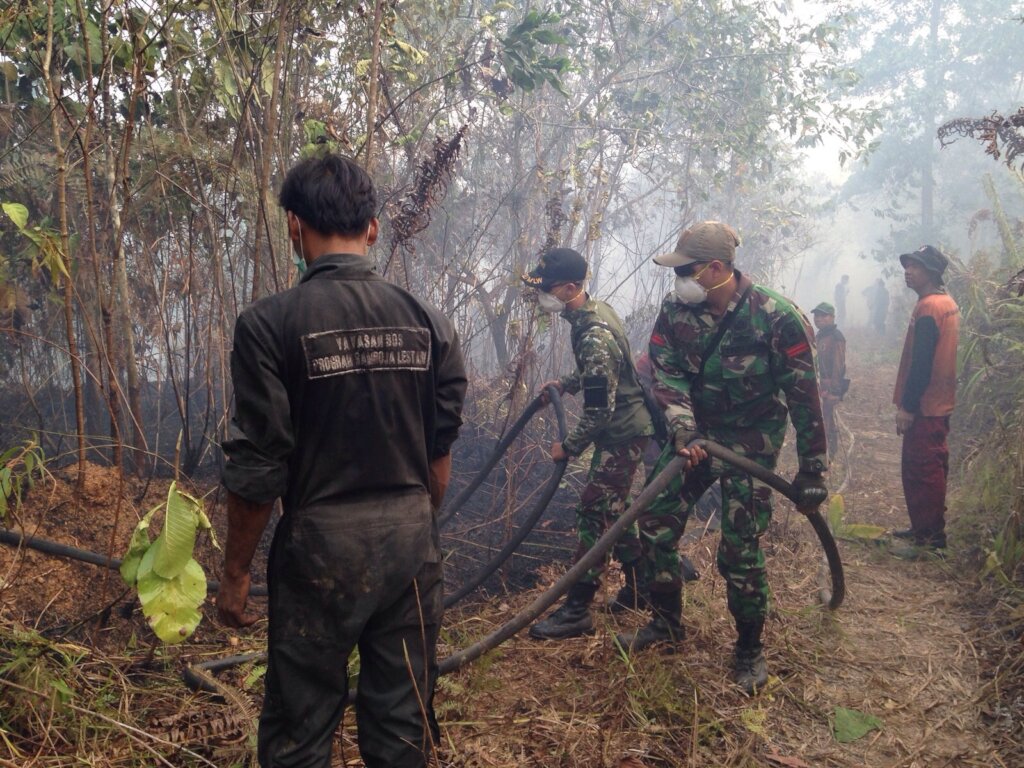 Reforesting Crucial Orangutan Habitat in Borneo