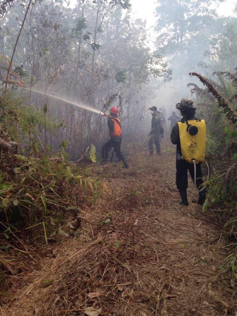 Reforesting Crucial Orangutan Habitat in Borneo