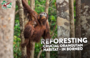 Reforesting Crucial Orangutan Habitat in Borneo