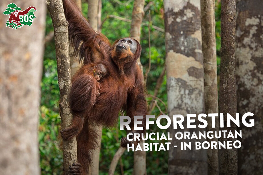 Reforesting Crucial Orangutan Habitat in Borneo