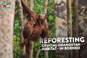 Reforesting Crucial Orangutan Habitat in Borneo