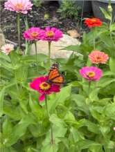 Butterfly in Garden